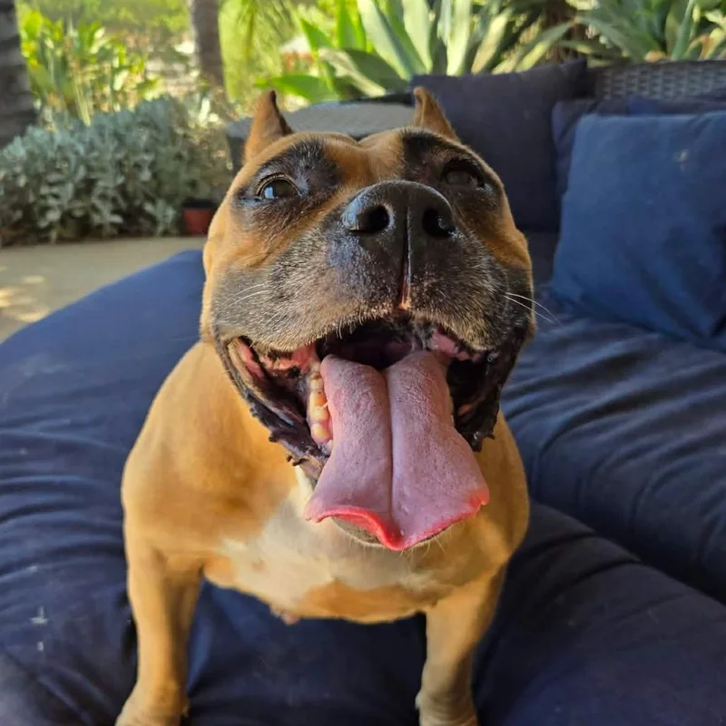 A senior large-sized female Yellow / Tan / Blond / Fawn Pit Bull Terrier dog named Ziggy Stardust for adoption in Ramona, CA