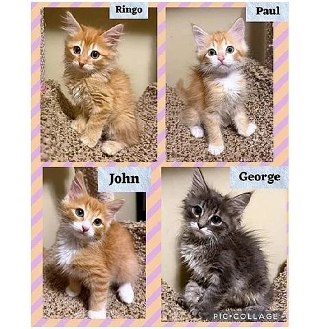 A baby medium-sized male Tabby cat named John for adoption in Salt Lake City, UT