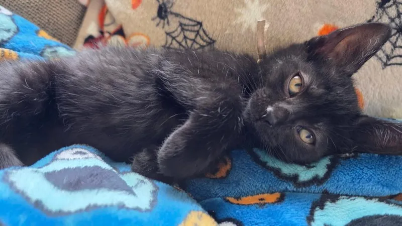 A baby small-sized female Domestic Short Hair cat named Cherry Berry for adoption in Fond Du Lac, WI
