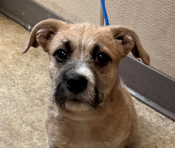 An adult medium-sized male Terrier dog named Rex for adoption in Oceanside, CA