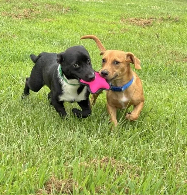 A young medium-sized male Mixed Breed dog named Minnow for adoption in Manchester, CT