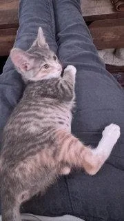 A baby medium-sized female Domestic Short Hair cat named Anita for adoption in Wheaton, IL