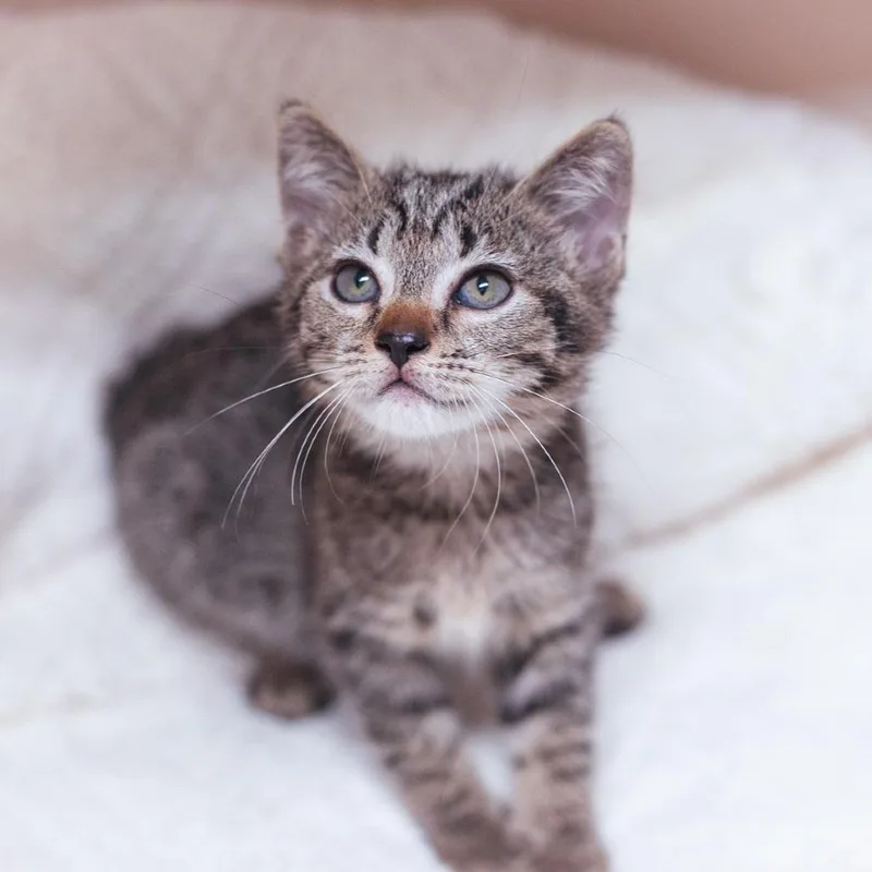 A young small-sized female Domestic Short Hair cat named Delaney for adoption in Ponte Vedra, FL