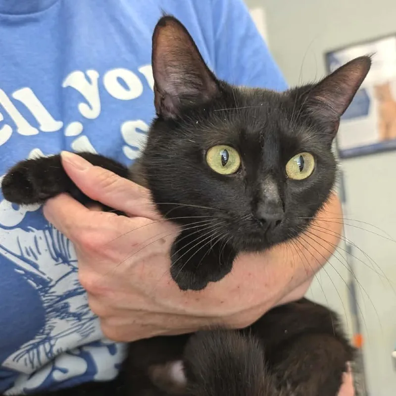 An adult medium-sized female Domestic Short Hair cat named Bahama Mama for adoption in Cumming, GA