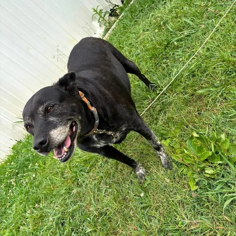A senior small-sized male Black Labrador Retriever dog named Asher for adoption in Lynchburg, VA