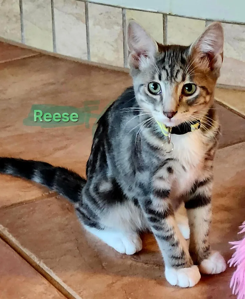 A baby medium-sized male Tabby (Gray / Blue / Silver) Tabby cat named Reese for adoption in Las Cruces, NM