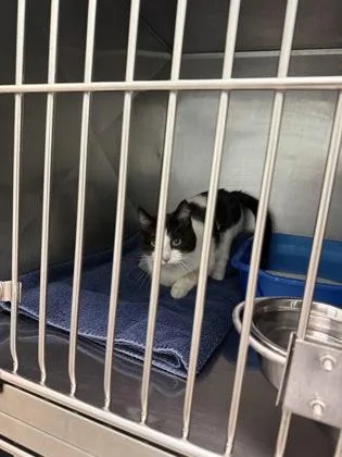 A young medium-sized female Domestic Short Hair cat named Sweetie Pie for adoption in Fishers, IN