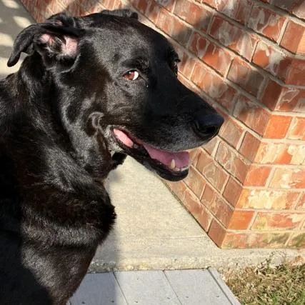 A senior large-sized male Black Labrador Retriever dog named King for adoption in Gulfport, MS