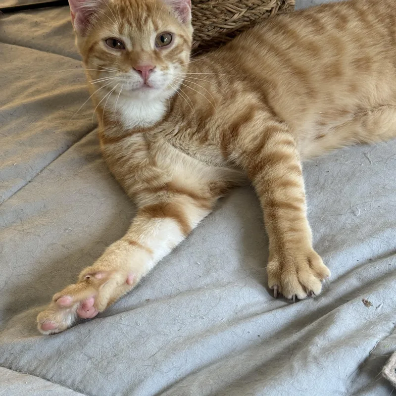 A young medium-sized male Orange / Red Domestic Short Hair cat named Cheeto for adoption in Avondale, PA