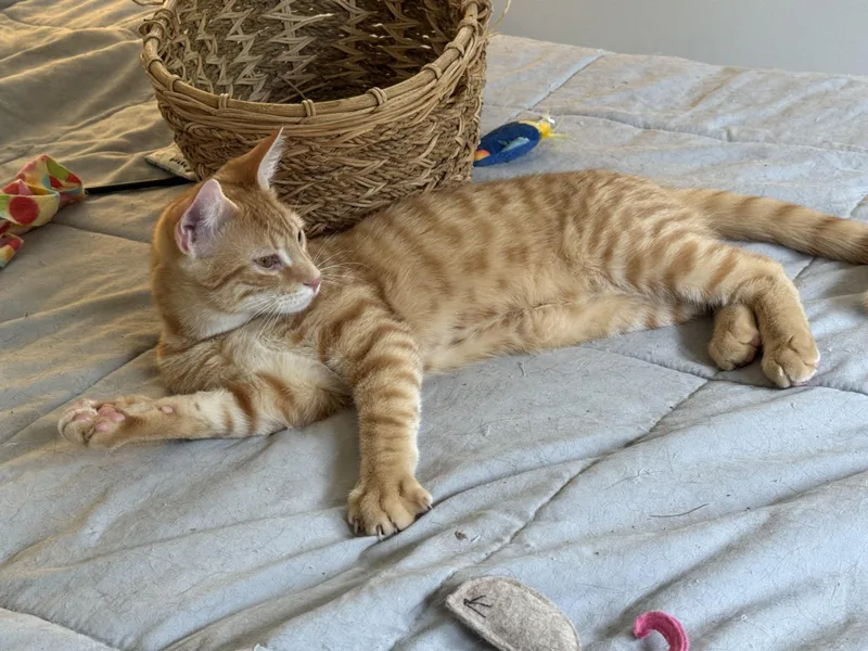 Cheeto thumbnail 2