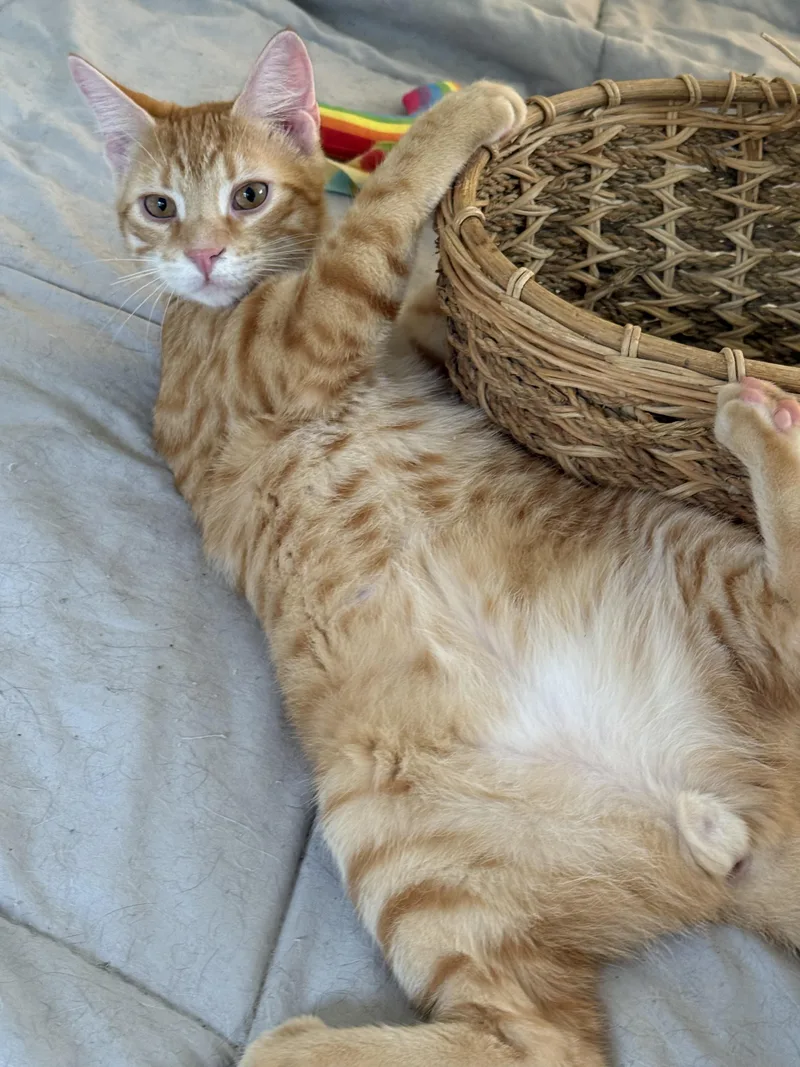 Cheeto thumbnail 3