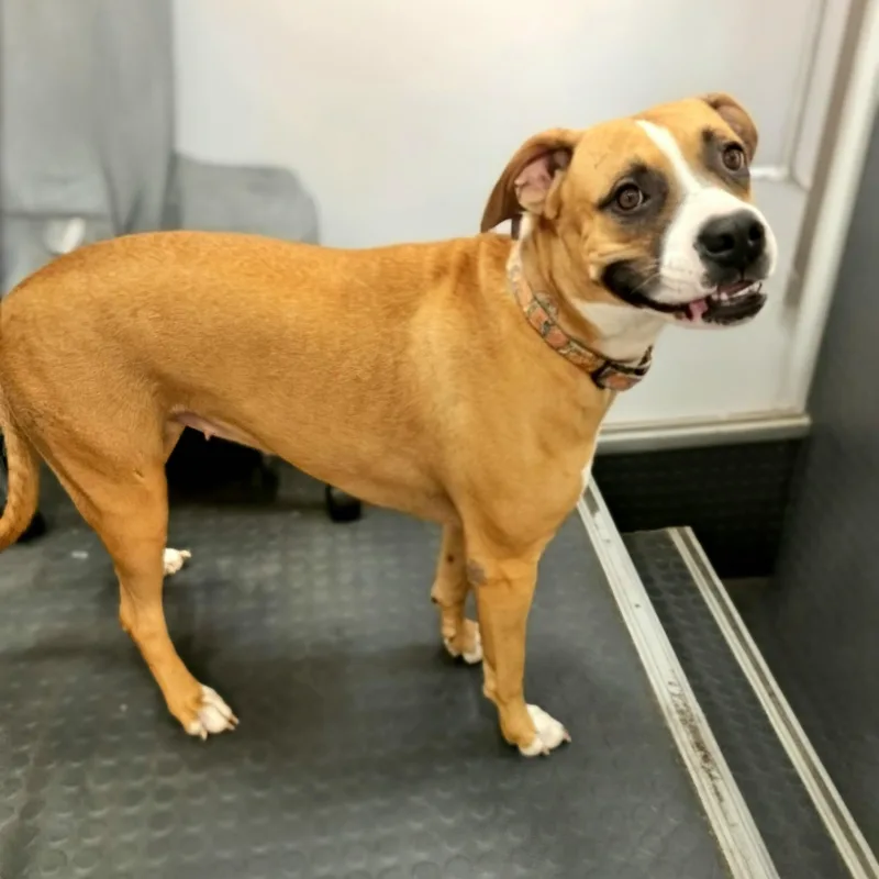 An adult large-sized female Apricot / Beige Boxer dog named Poppy for adoption in CORPUS CHRISTI, TX