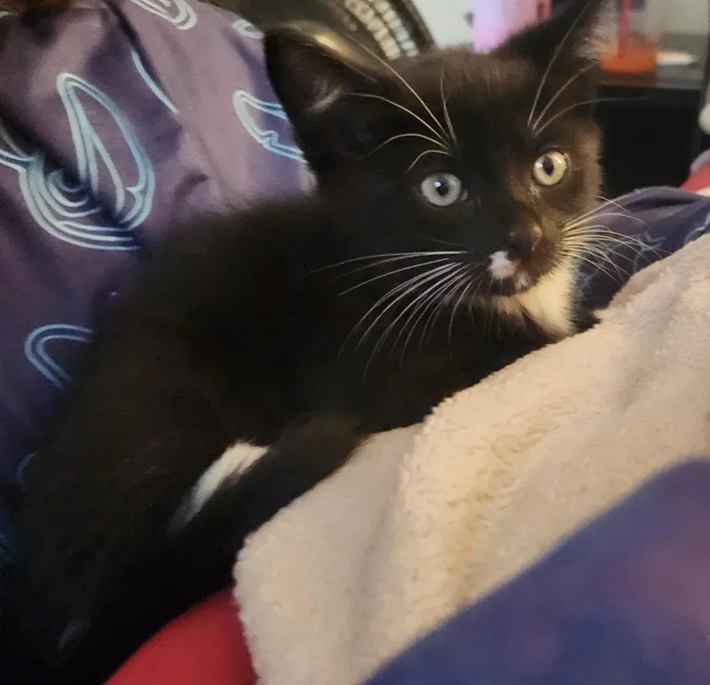 A young medium-sized male Black & White / Tuxedo Tuxedo cat named Todd for adoption in Mount Pleasant, TX
