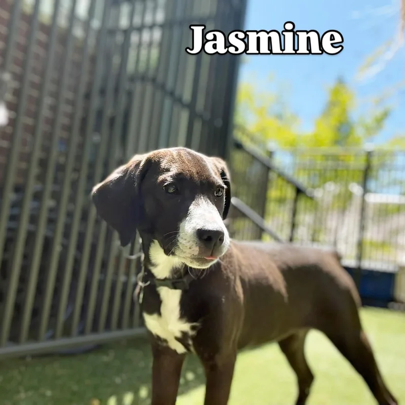Jasmine thumbnail 4