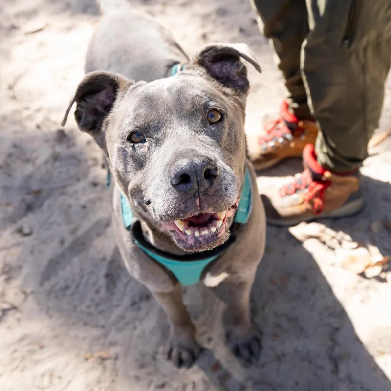 A senior large-sized female Gray / Blue / Silver Mixed Breed dog named Honey Pie for adoption in Gainesville, FL