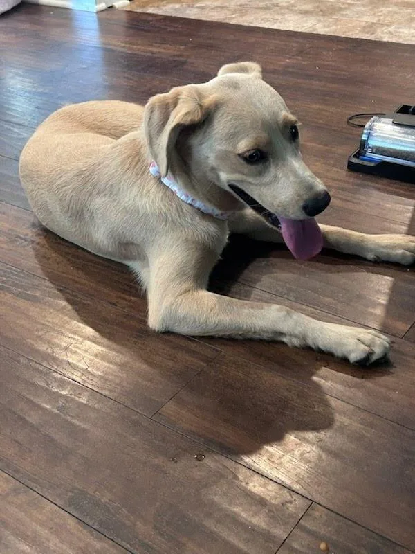 Truffle