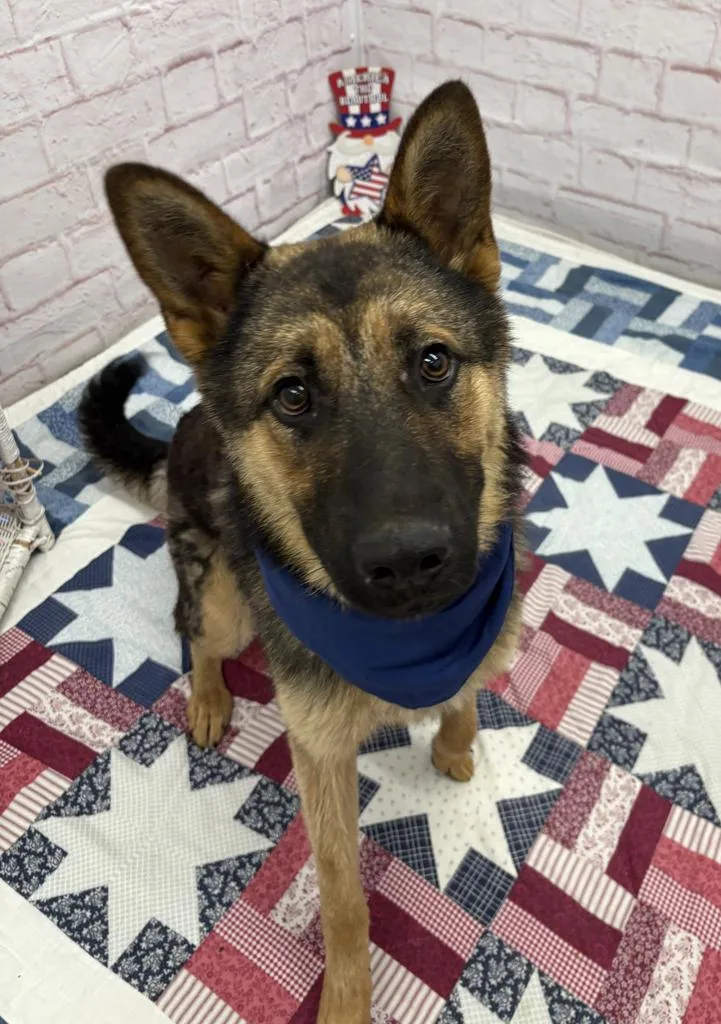 A young medium-sized male Mixed Breed dog named Zanoit for adoption in Detroit, MI