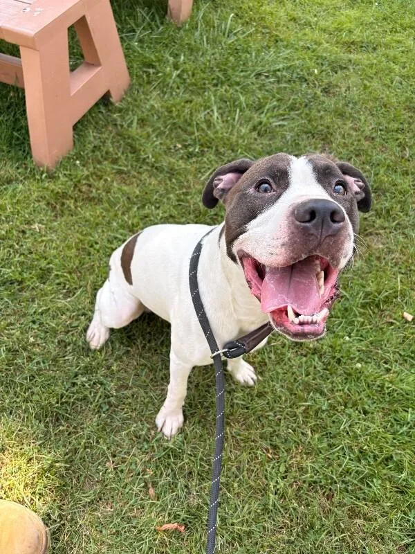 An adult medium-sized male White / Cream Pit Bull Terrier dog named Lucky for adoption in Warren, PA