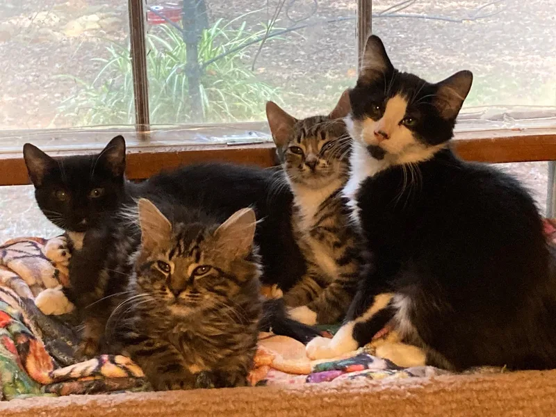 A baby large-sized male Black & White / Tuxedo Domestic Medium Hair cat named Po for adoption in Watkinsville, GA