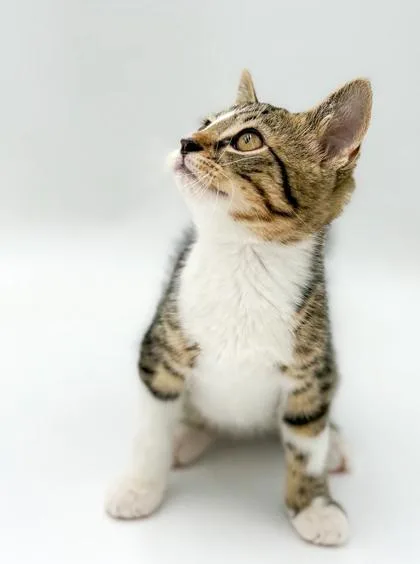 A baby small-sized male Domestic Medium Hair cat named Houston for adoption in Bowling Green, KY