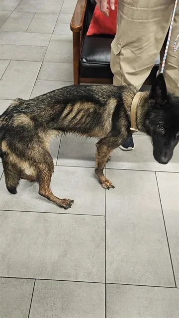 A young large-sized female Mixed Breed dog named Mama for adoption in Dallas, TX