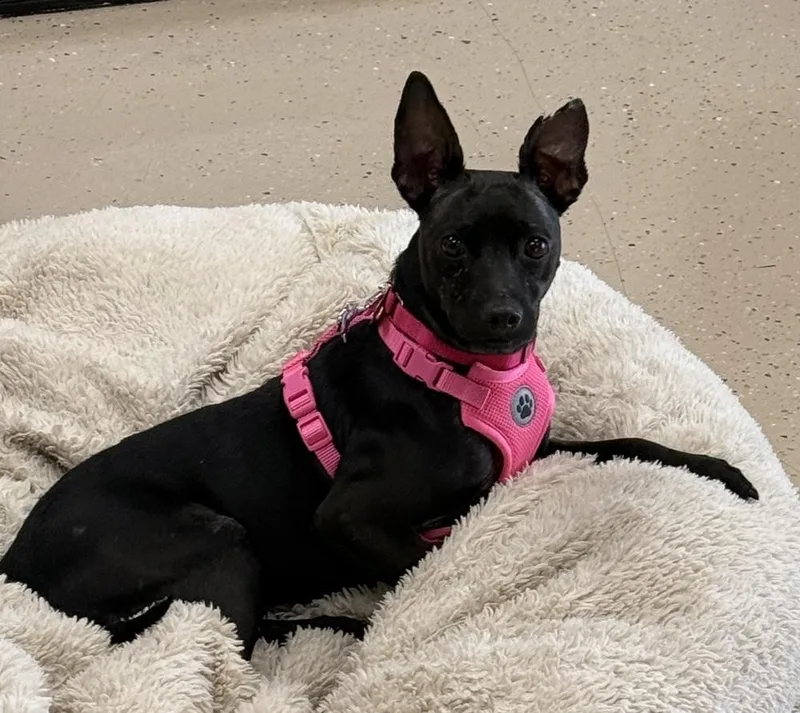 An adult medium-sized female Black Manchester Terrier dog named Sassy for adoption in Mundelein, IL