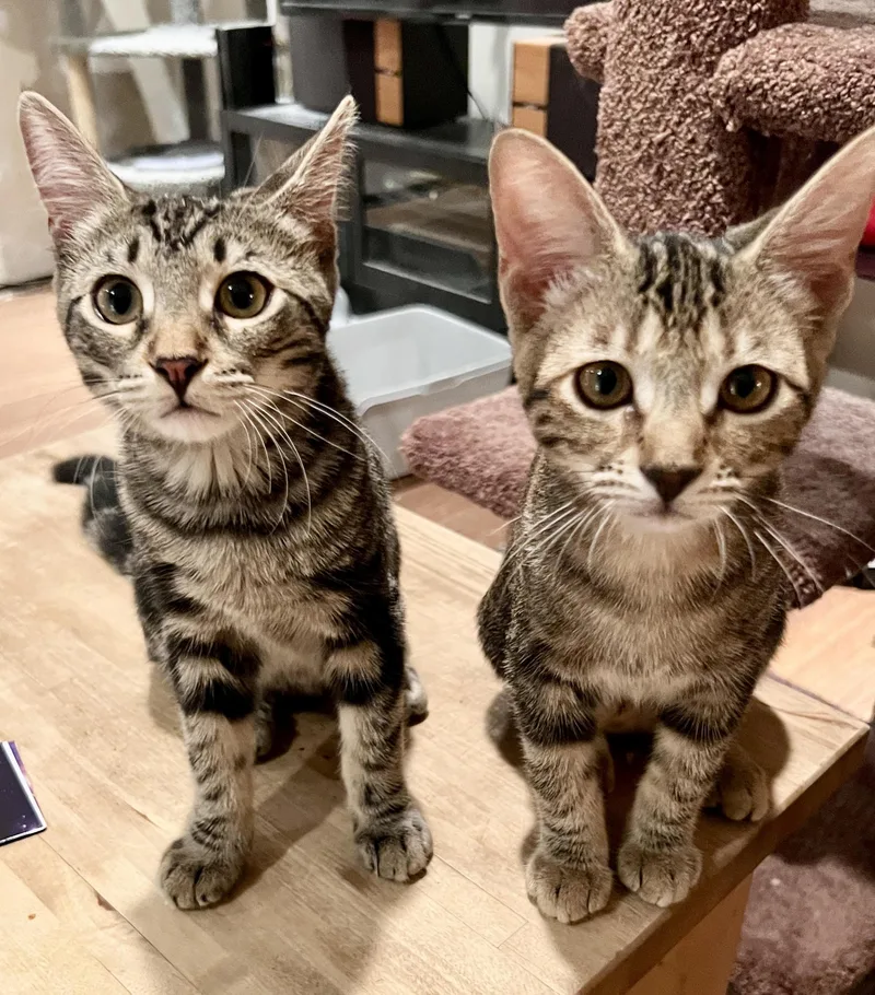 A baby medium-sized female Tabby (Brown / Chocolate) Domestic Short Hair cat named Serena & Allie for adoption in Sherman Oaks, CA