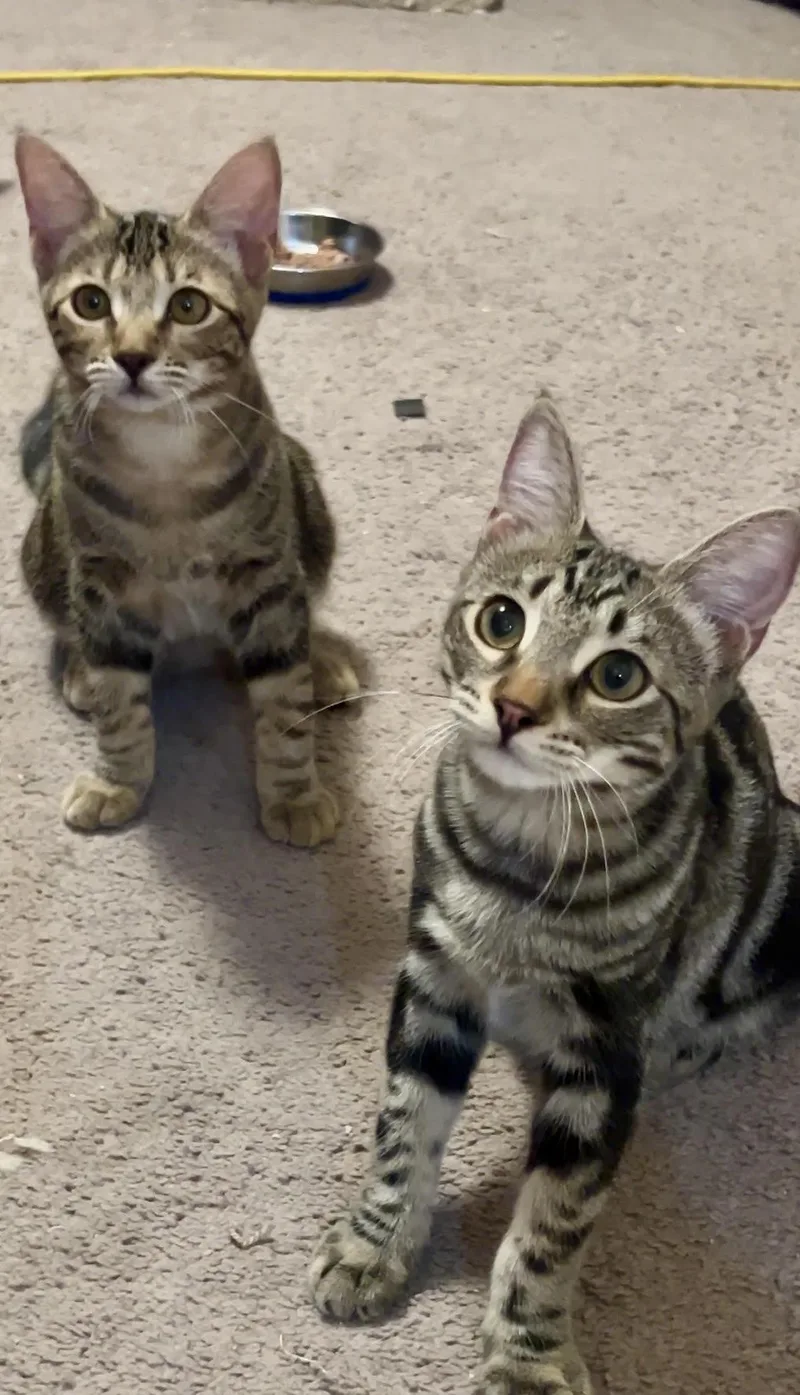 Serena & Allie thumbnail 4