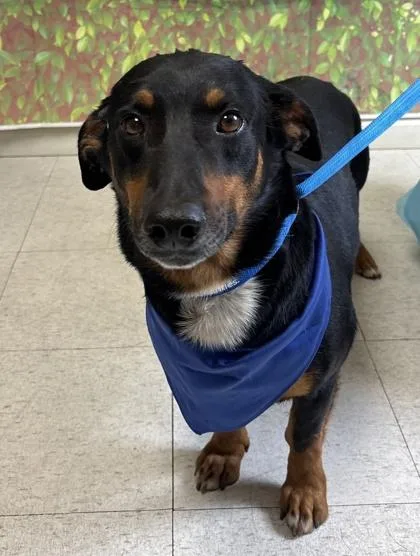 An adult medium-sized male Basset Hound dog named Perry The Platypus for adoption in San Antonio, TX
