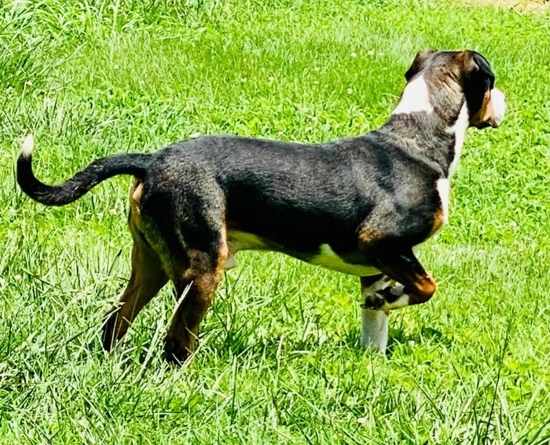 A young large-sized male Mixed Breed dog named Blue Suede Shoes for adoption in Chickamauga , GA