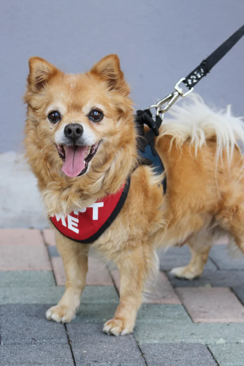 Darling Dexter thumbnail 2