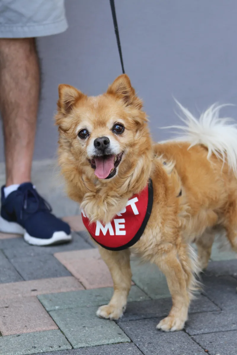 Darling Dexter thumbnail 3