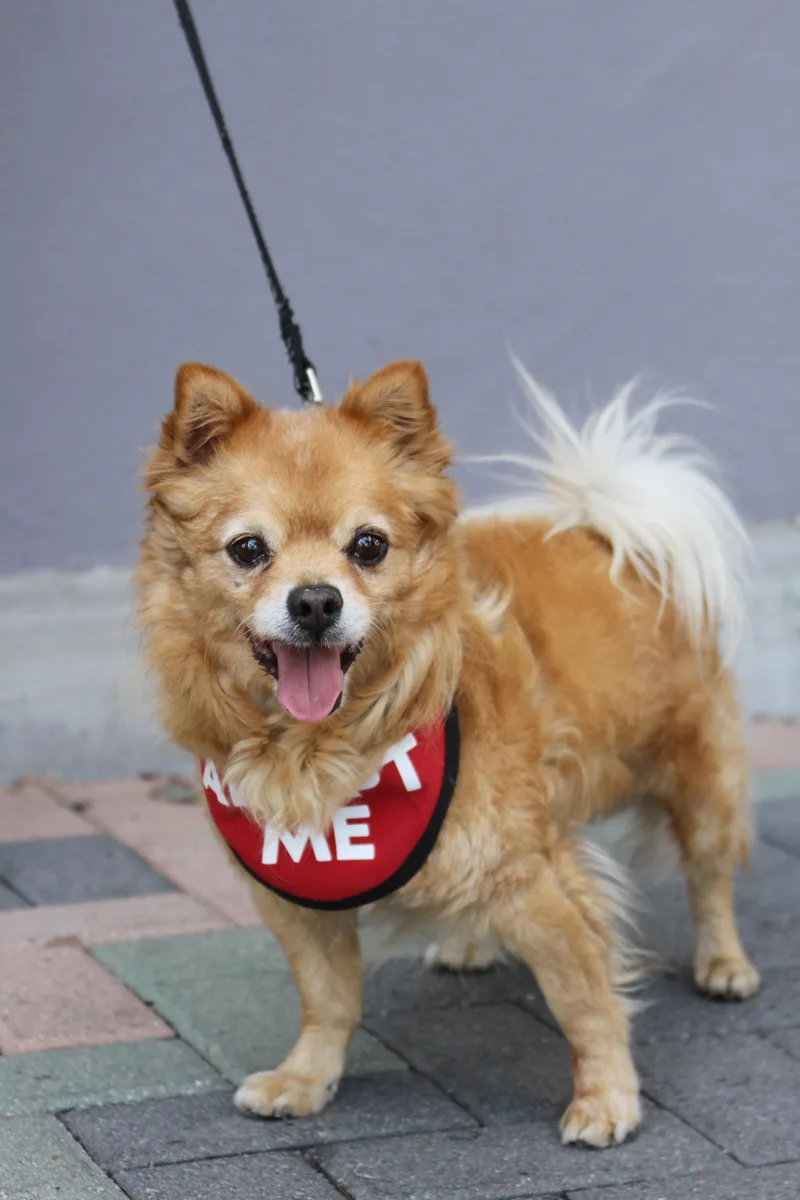 Darling Dexter thumbnail 4