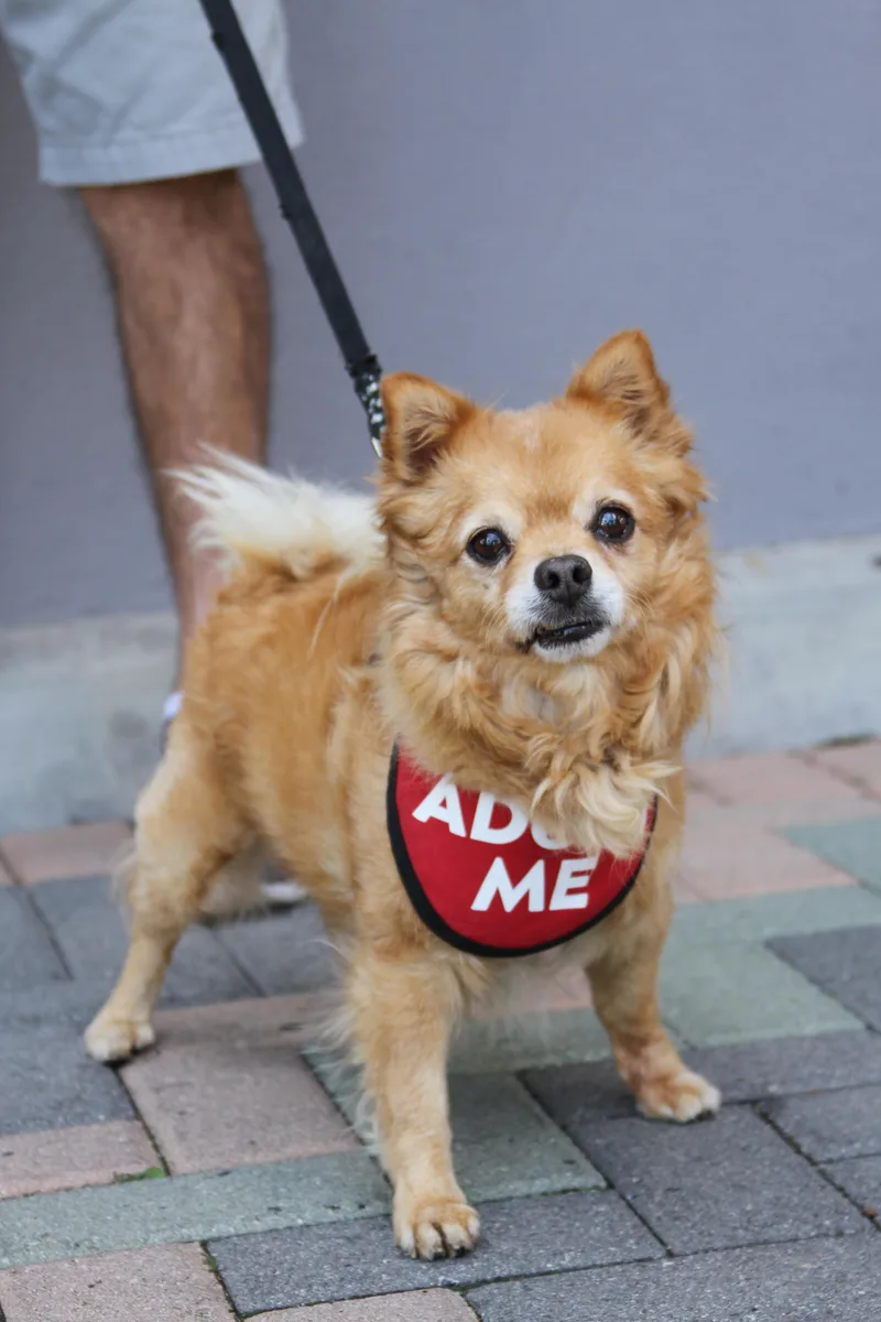 Darling Dexter thumbnail 5