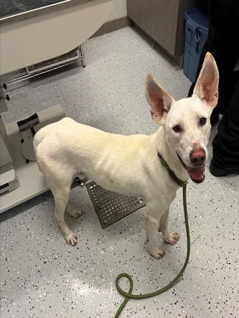 A young large-sized male Carolina Dog dog named Zeus for adoption in Forney, TX