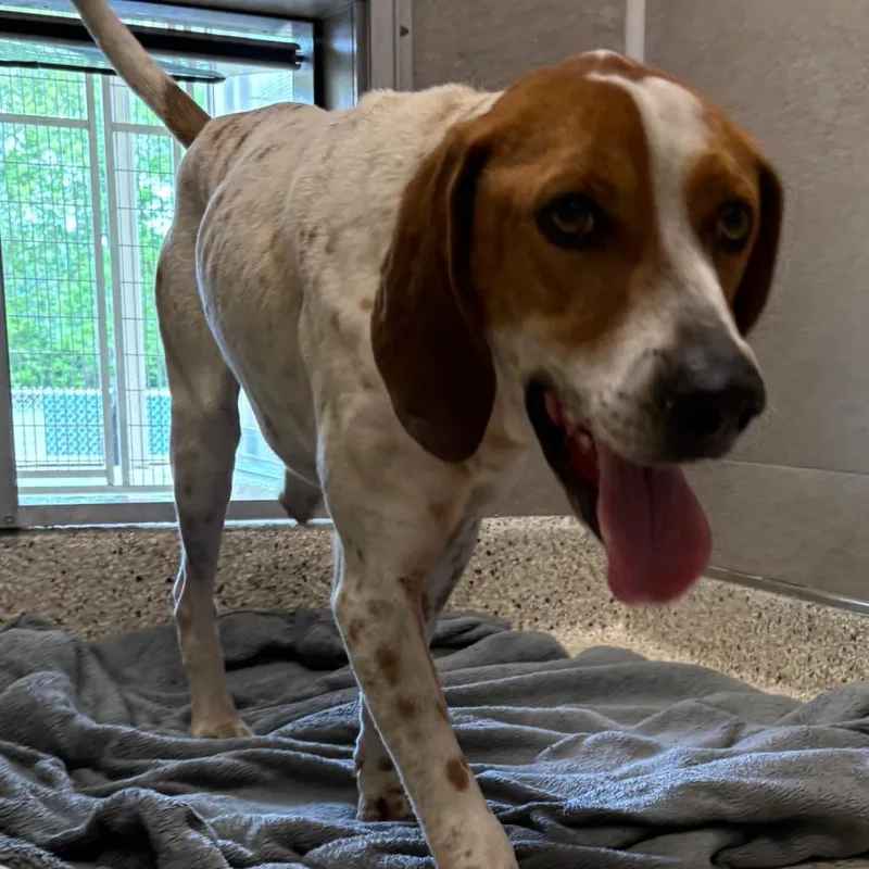 An adult medium-sized male Red / Chestnut / Orange English Coonhound dog named Horton for adoption in Nashville, IN