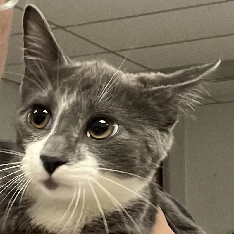 A baby small-sized female Gray / Blue / Silver Domestic Short Hair cat named ChaiC for adoption in East Saint Louis, IL