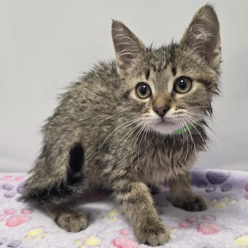 A baby small-sized male Brown / Chocolate Domestic Short Hair cat named Jed for adoption in Fort Wayne, IN