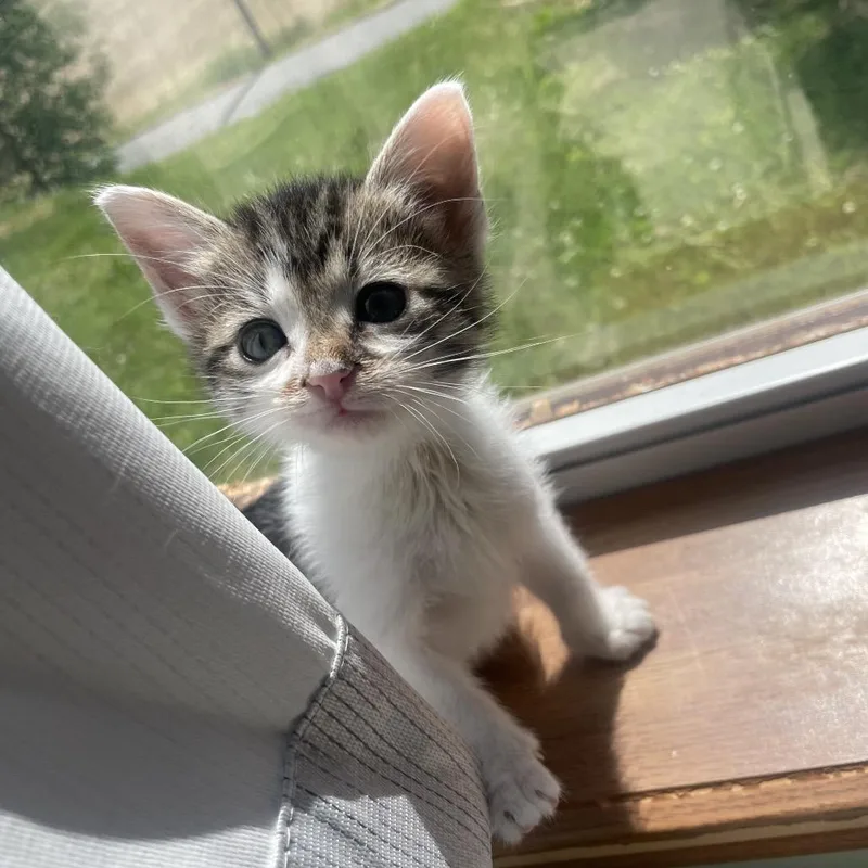 A baby small-sized female Brown / Chocolate Domestic Short Hair cat named Loosey for adoption in Nashville, IN