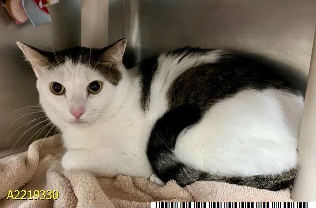 A young small-sized male Domestic Short Hair cat named Yumi for adoption in West Palm Beach, FL