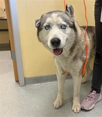An adult large-sized male Siberian Husky dog named James for adoption in Tustin, CA