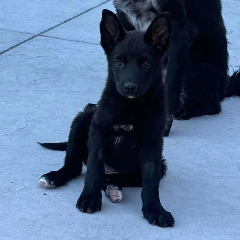 A baby large-sized female Black German Shepherd Dog dog named Luna for adoption in Antioch, CA