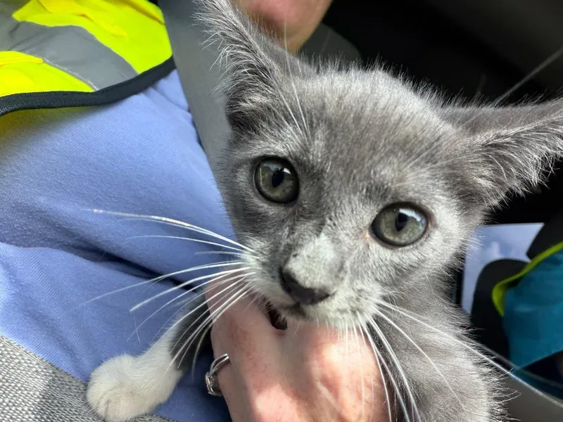 A baby large-sized female Domestic Short Hair cat named Miss Moostache for adoption in Nacogdoches, TX
