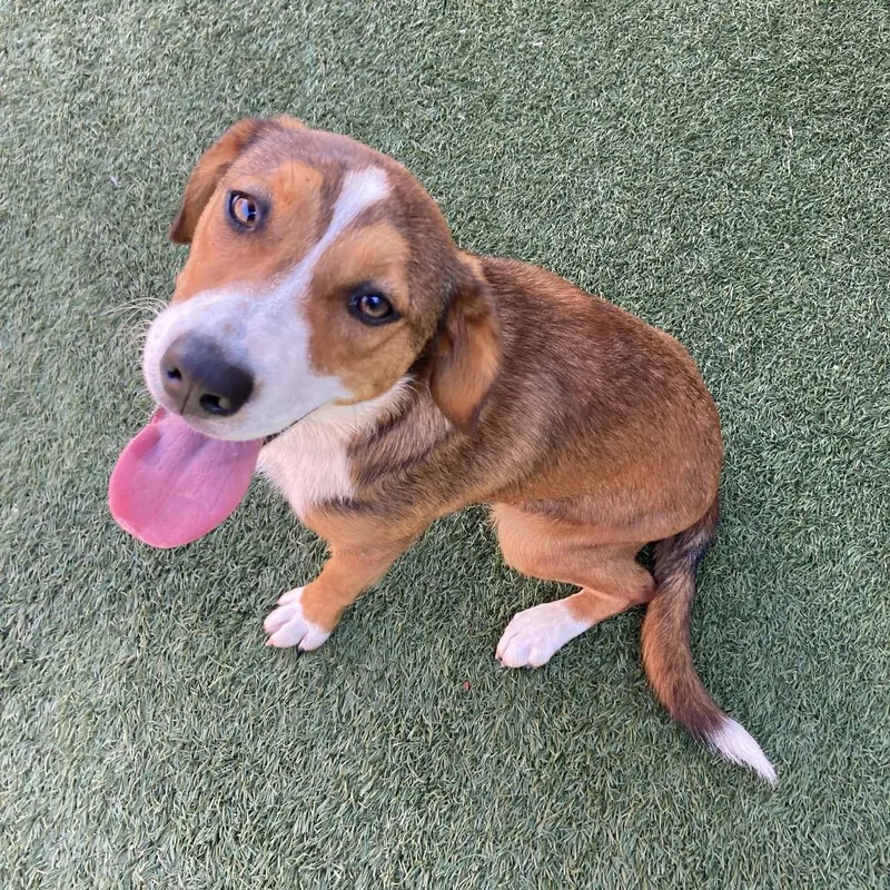 A baby medium-sized female Brown / Chocolate Australian Shepherd dog named Cher for adoption in Long Beach, CA