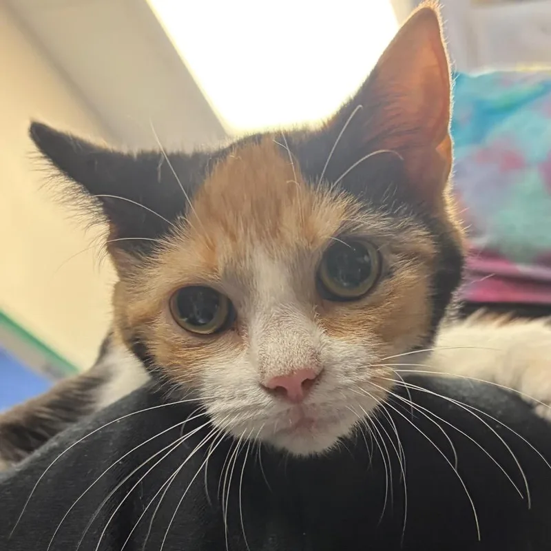 A baby small-sized female Calico Domestic Short Hair cat named May for adoption in Nashville, TN
