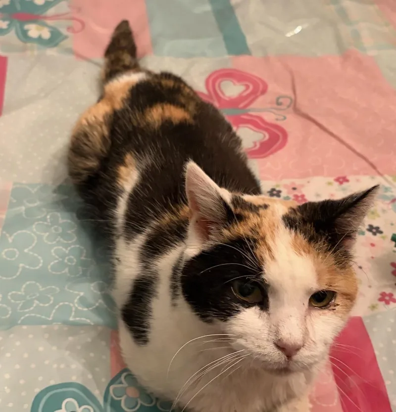 An adult medium-sized female Calico Domestic Short Hair cat named Sandy for adoption in Staten Island, NY