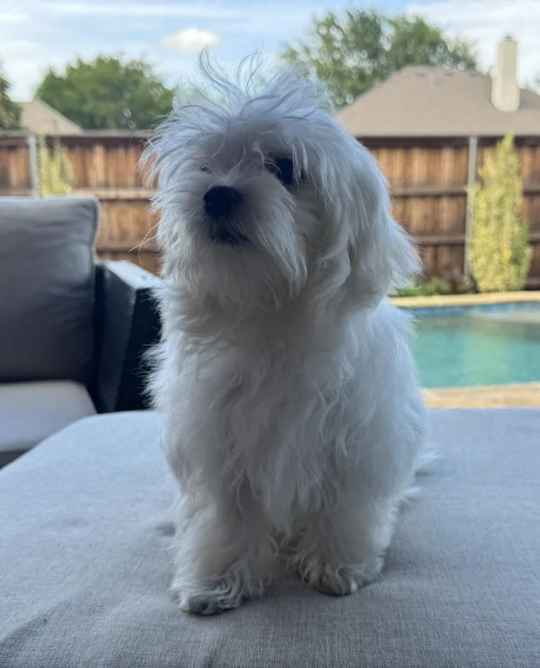 Bella