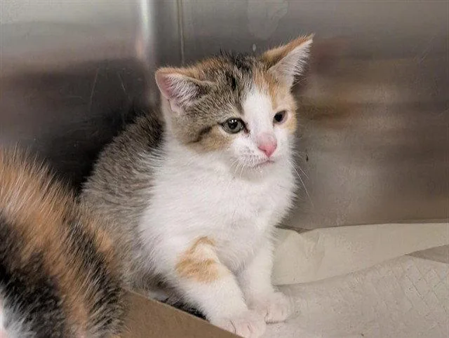 A baby small-sized female Domestic Short Hair cat named A for adoption in Tavares, FL