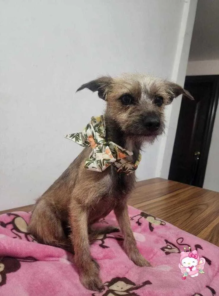 Perla