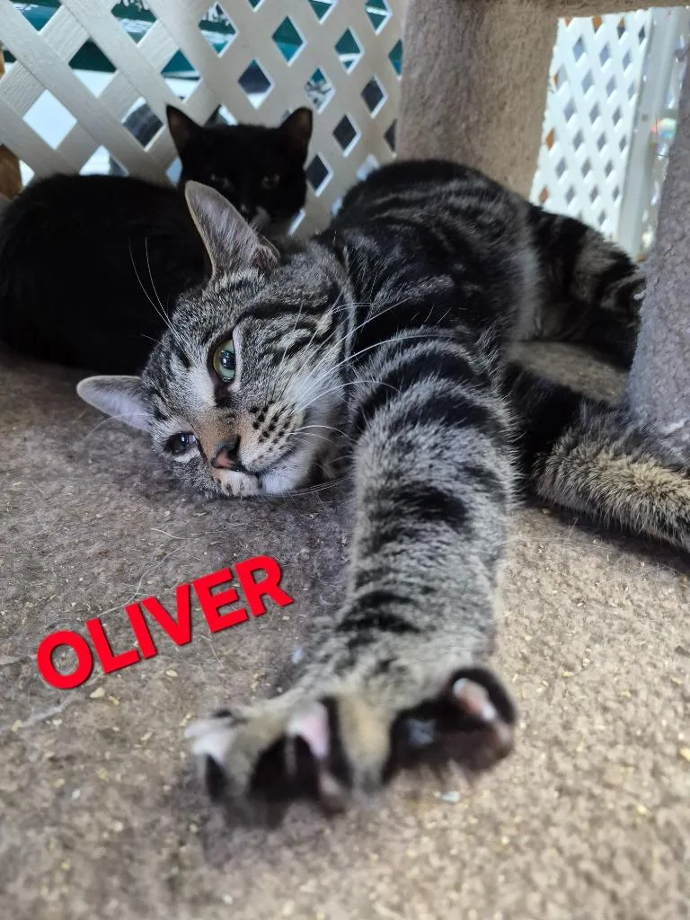 A young medium-sized male Domestic Short Hair cat named Oliver Neil for adoption in Rome, GA